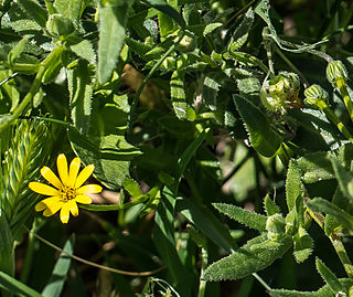 <i>Calendula stellata</i> Species of plant in the family Asteraceae