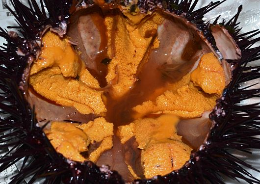 Red sea urchin (sold as California Sea Urchin) - Redondo Beach Pier & King Harbor, California, U.S.A.