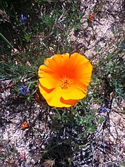 Californian Golden Poppy Flower.jpg