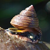 A living Calliostoma top sea snail Calliostoma ligatum 2.jpg