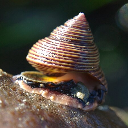 Calliostoma