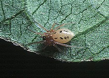 Callitrichia.formosana.zenska .-. Tanikawa.jpg