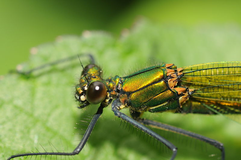 File:Calopteryx splendens (3).jpg