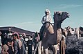 Camel Races Near Manifa 9 by Tom And Linda Anderson 3721119038.jpg