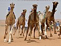 File:Camel racing.jpg