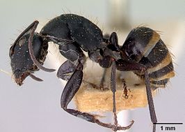 Camponotus inflatus