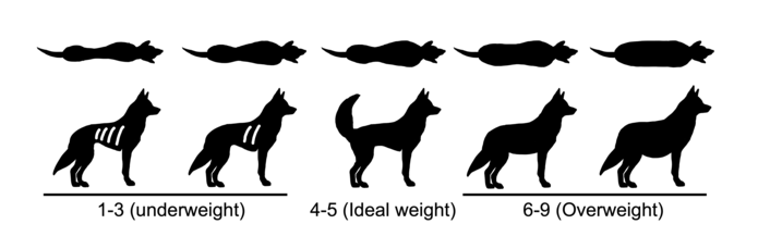 https://upload.wikimedia.org/wikipedia/commons/thumb/8/8f/Canine_Body_Condition_Score.png/695px-Canine_Body_Condition_Score.png