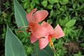 Canna glauca 03.jpg 