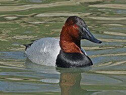 Canvasaback (Aythya valisineria) RWD3.jpg