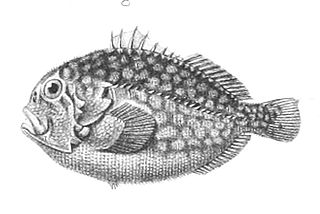 <i>Caracanthus</i> Genus of fishes