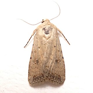 <i>Caradrina montana</i> Species of moth