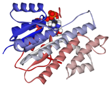 July 16: Ribbon diagram of human carbonyl reductase 1 in complex with NADPH.