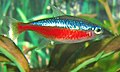 Cardinal Tetra