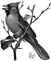 Rotkardinal (Cardinalis cardinalis) in Citizen Bird, 1897