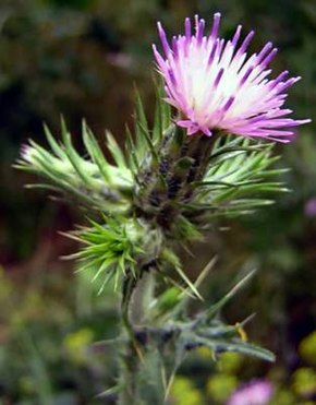 Carduus tenuiflorus1.jpg görüntüsünün açıklaması.