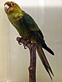 Stuffed example of a Carolina parakeet on display at the Naturhistorisches Museum, Vienna.