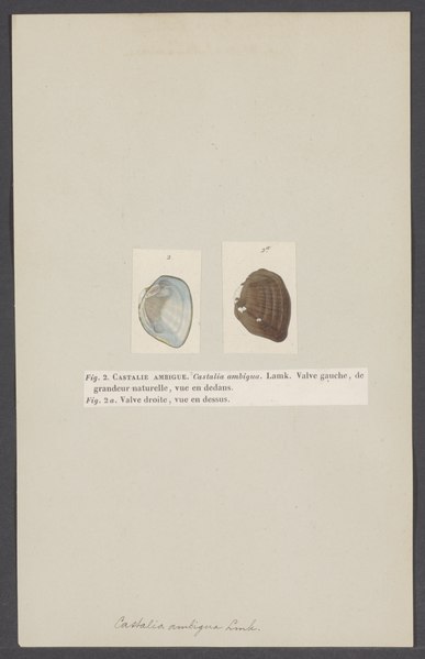 File:Castalia ambigua - - Print - Iconographia Zoologica - Special Collections University of Amsterdam - UBAINV0274 005 07 0028.tif