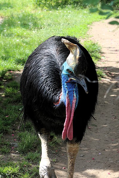 File:Casuarius casuarius in Prague Zoo.jpg