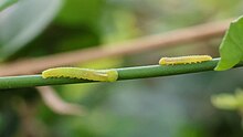 Caterpillars of small salmon Arab on Salvadora persica, UAE CaterpillarsofSmallsalmonarab.jpg