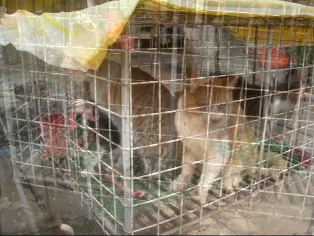 ملف:Cats at a cat meat restaurant video.webm