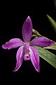 Cattleya ghillanyi