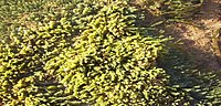 Thumbnail for Caulerpa cylindracea