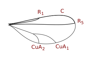 Cecidomyiinae wing veins.svg