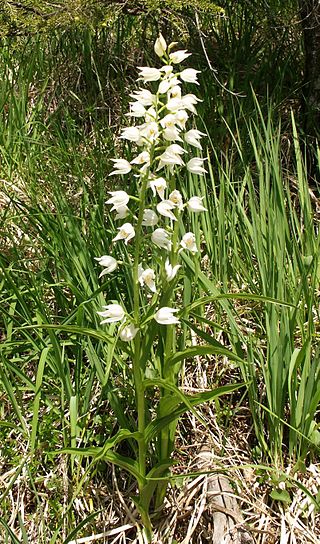 <i>Cephalanthera</i> Genus of orchids