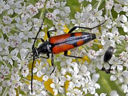Cerambycidae - Stenurella bifasciata-001.JPG