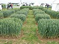 Cereal trial plot, Cereals 2010 - geograph.org.uk - 1910647.jpg