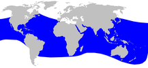 Cetacea range map Blainvilles Beaked Whale.png