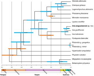Phylogeny of cetaceans based on cytochrome b gene sequences, showing the distant relationship between Platanista and other river dolphins. Cetacean phylogeny PLoS ONE 2014-01-22.png