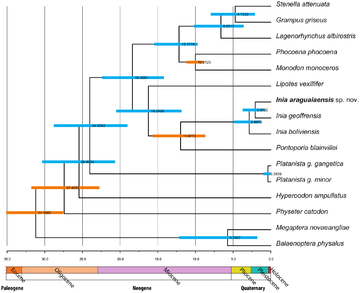 relationships of the Baiji (Lipotes) compared to other dolphins Cetacean phylogeny PLoS ONE 2014-01-22.png