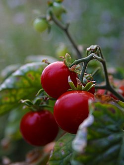 CherryTomatoes.jpg