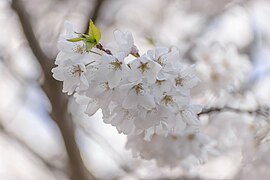 Cherry Blossom in High Park 10.jpg