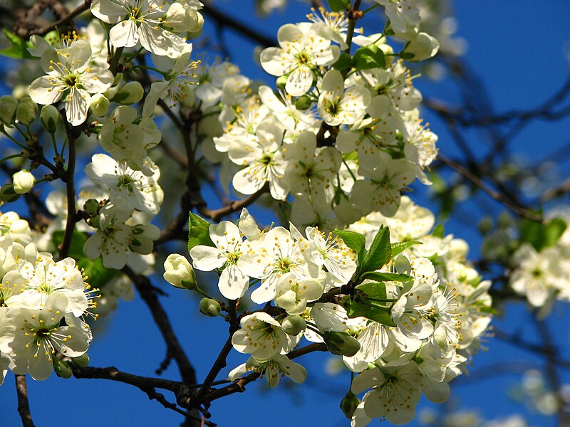 File:Cherry blossom (Cerasus) 18.JPG