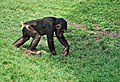 * Nomination Chimpanzee playing in the zoo of Bioparc de Valencia-Spain --alberto-g-rovi 08:01, 16 April 2014 (UTC) * Decline  Oppose extreme noise. --A.Savin 08:26, 16 April 2014 (UTC)