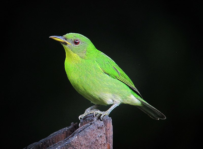 File:Chlorophanes spiza Mielero verde Green Honeycreeper (female) (8441275339).jpg