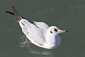 * Nomination Second-calendar year Black-headed Gull (Chroicocephalus ridibundus) in Eskibaraj Dam Lake, Adana - Turkey. --Zcebeci 09:26, 21 December 2016 (UTC) * Promotion Good quality. -- Johann Jaritz 12:47, 21 December 2016 (UTC)