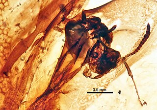 <i>Chronomyrmex</i> Genus of ants