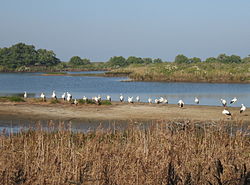 Parque ornitológico de Teich