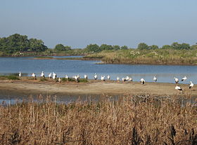 Illustrasjonsbilde av artikkelen Ornithological Reserve of Teich