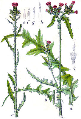 Marsk tidsel (Cirsium palustre) Illustration fra: Jakob Sturm, Tysklands flora i illustrationer, Stuttgart (1796)