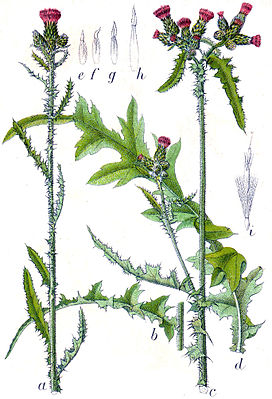 Cardo de los pantanos (Cirsium palustre) Ilustración de: Jakob Sturm, la flora de Alemania en ilustraciones, Stuttgart (1796)