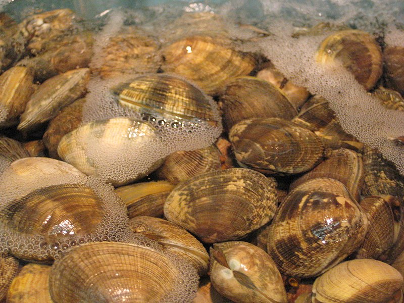 File:Clams.JPG