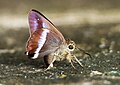 * Nomination [edit] Close wing puddling position of Hasora taminatus andama (Evans, 1949) - White-banded Awl. By User:Thamblyok --Atudu 12:15, 1 March 2024 (UTC) * Promotion  Support Good quality. --MB-one 11:02, 7 March 2024 (UTC)