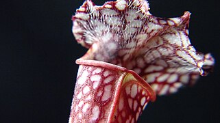 Sarracenia leucophylla ✓