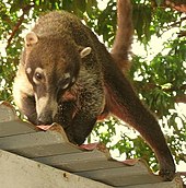 A living Nasua, or coati CoatiNosara cropped.jpg