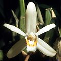 Coelogyne flaccida