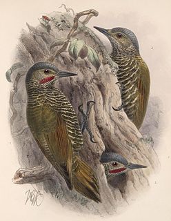 Grey-crowned woodpecker